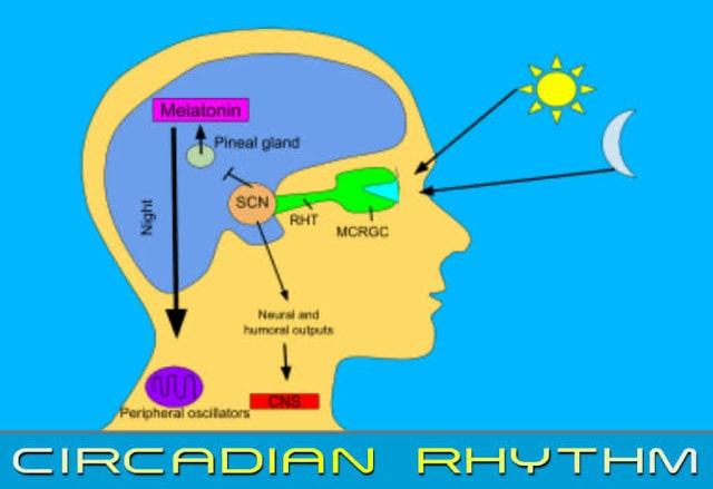 Circadian-Rhythm